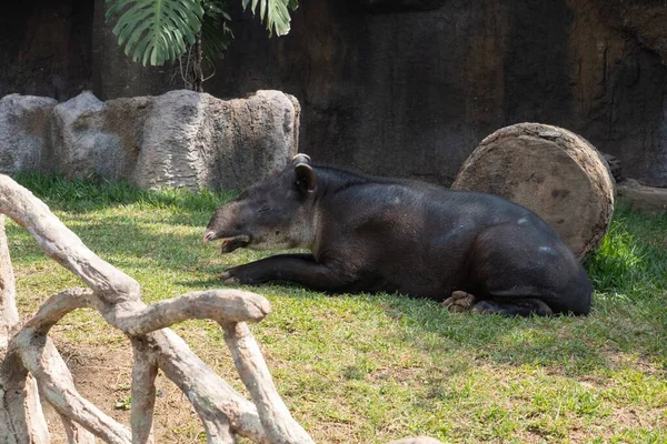 Egy Közelkép Egy Tapirról Amint Fűben Fekszik Egy Fallal Háttérben — Stock Fotó