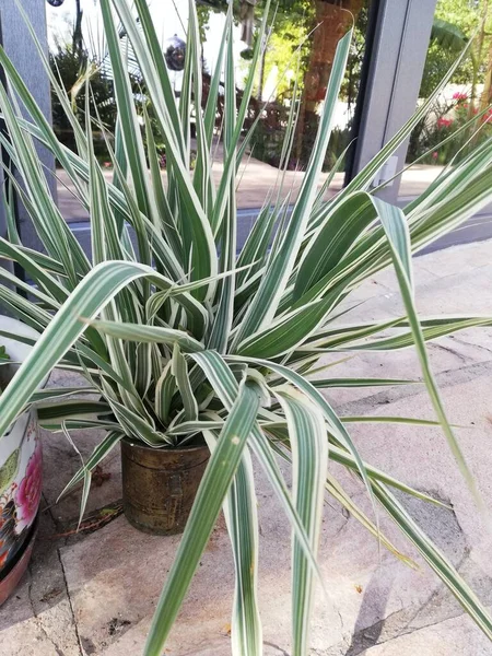 日中は屋外の花器の中でクモの植物の垂直ショット — ストック写真