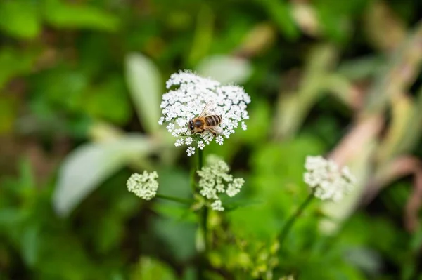 Een Close Van Een Bij Koe Peterselie Omringd Door Groen — Stockfoto