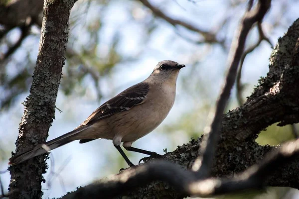 Gros Plan Oiseau Moqueur Patagonie Debout Sur Une Branche Arbre — Photo