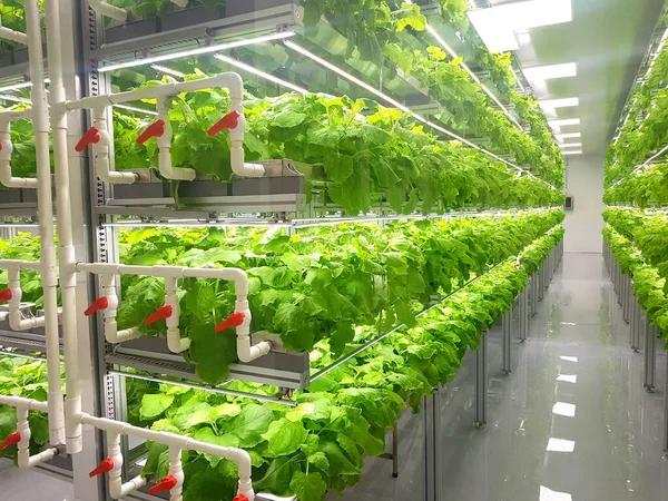 垂直農場の植物はLedライトで成長します 垂直農業は将来の食糧のための持続可能な農業である — ストック写真