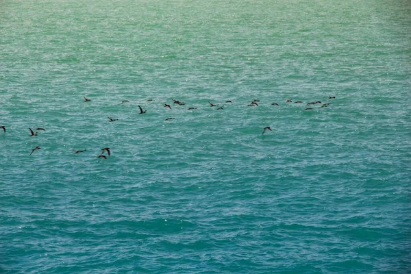ターコイズブルーの海を飛ぶ鳥の群れ 美しい背景 — ストック写真