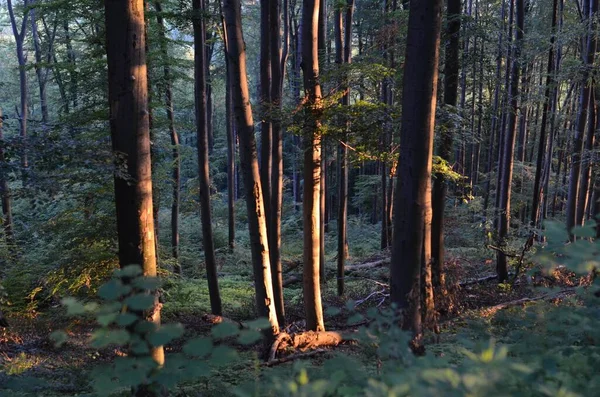 Několik Stromů Vedle Sebe Lese Během Dne — Stock fotografie