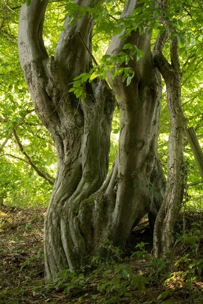 昼間に緑の葉に囲まれた古い木の幹の垂直ショット — ストック写真