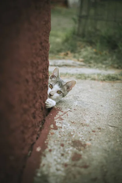 Eine Vertikale Aufnahme Einer Katze Die Hinter Einer Braunen Wand — Stockfoto