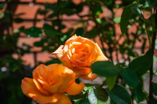 Крупним Планом Помаранчеві Садові Троянди Оточені Зеленню Під Сонячним Світлом — стокове фото