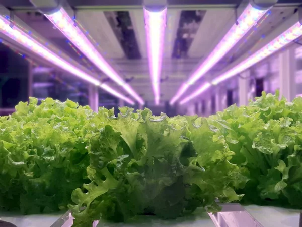 Plantas Fazendas Verticais Crescem Com Luzes Led Agricultura Vertical Uma — Fotografia de Stock