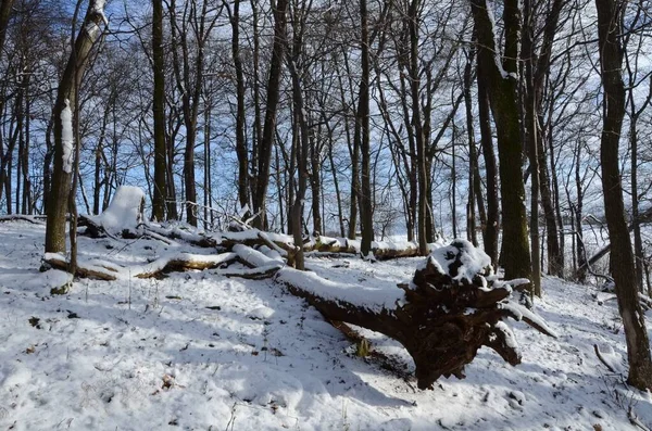 Δέντρα Ένα Δίπλα Στο Άλλο Καλυμμένα Χιόνι Χειμώνα — Φωτογραφία Αρχείου