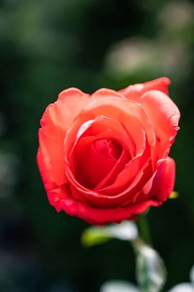 Closeup Red Garden Rose Surrounded Greenery Field Sunlight Blurry Background — Stock Photo, Image