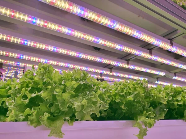 Plants on vertical farms grow with led lights. Vertical farming is sustainable agriculture for future food.