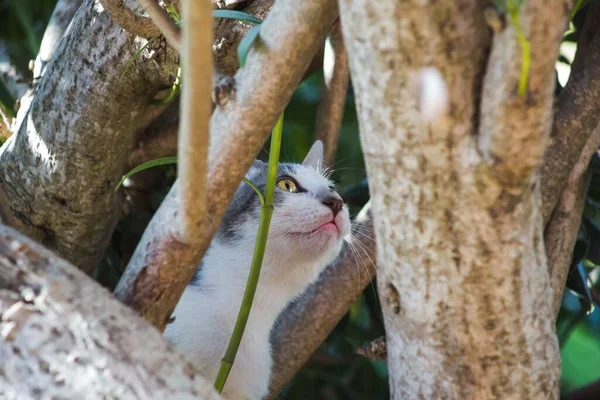 Ein Selektiver Fokus Einer Weißen Katze Auf Einem Ast Sonnenlicht — Stockfoto