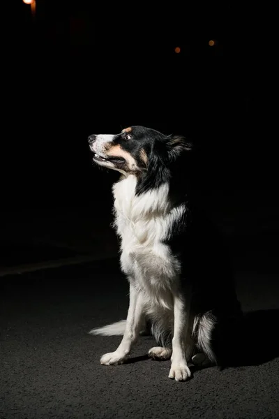 Beautiful Adorable Border Collie Dog Sitting Ground — Stock Photo, Image