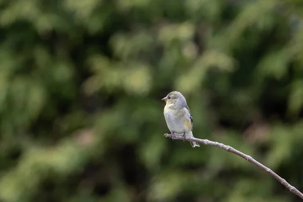 麻雀的选择性聚焦镜头栖息在树枝上的麻雀的选择性聚焦镜头 — 图库照片