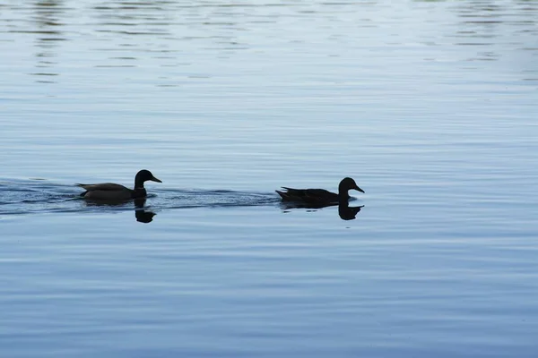 两个野鸭在湖中游泳的镜头 — 图库照片