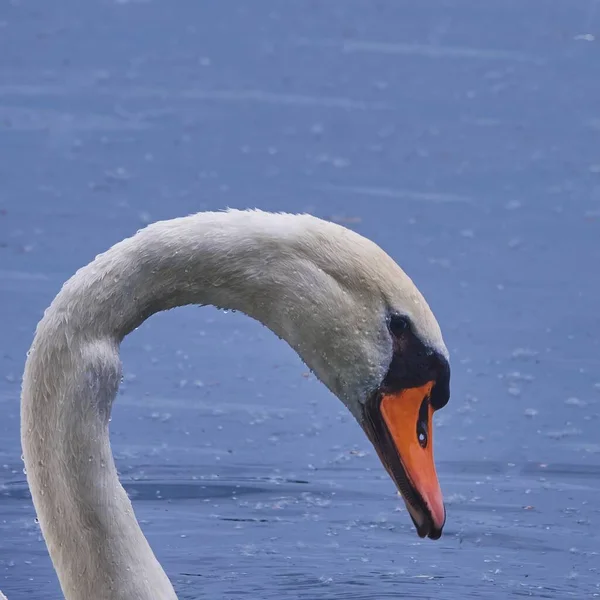 Primer Plano Una Cabeza Cisne Blanco Sobre Fondo Azul Del — Foto de Stock