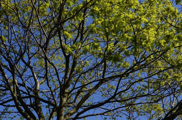 Gros Plan Des Feuilles Vertes Poussant Sur Les Branches Arbre — Photo