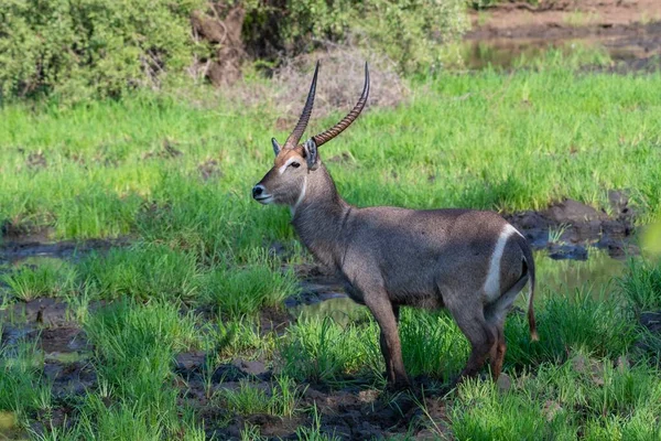 Vacker Bild Antilop Som Står Ett Grönt Fält — Stockfoto