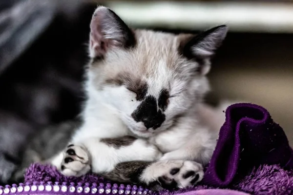 Een Close Shot Van Een Kleine Witte Kat Met Gesloten — Stockfoto