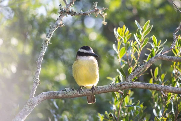 Selective Focus Shot Great Tit Bird Sitting Branch Tree — 스톡 사진