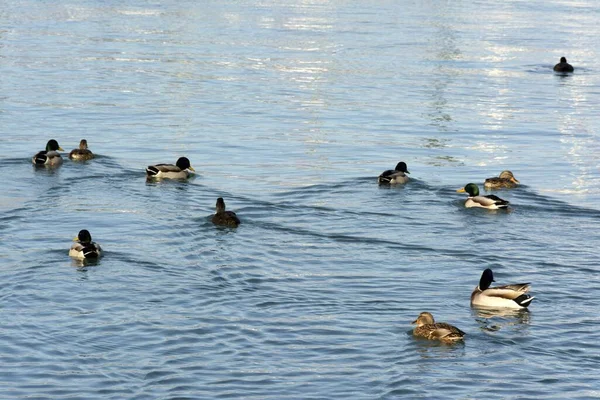 一张Mallard鸭子在湖里游泳的照片 — 图库照片