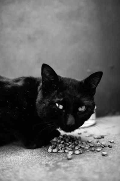 Серый Вертикальный Снимок Черной Кошки Поедающей Корм Кошек Идеальный Вариант — стоковое фото