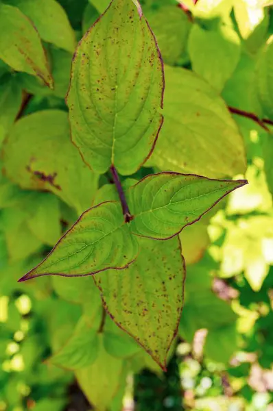 Sebuah Gambar Closeup Daun Hijau Pada Cabang Pohon — Stok Foto