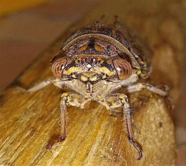 Ett Makro Skott Sydafrikansk Cicada Eller Träd Bugg Träyta — Stockfoto