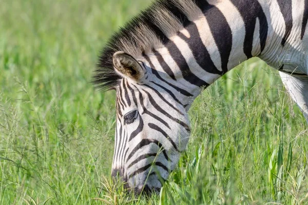 Een Prachtig Shot Van Een Zebra Een Groen Veld — Stockfoto