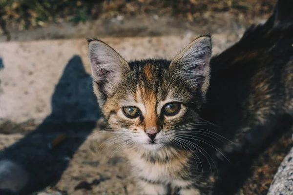 Closeup Shot Cute Cat Staring Camera — Stock Photo, Image