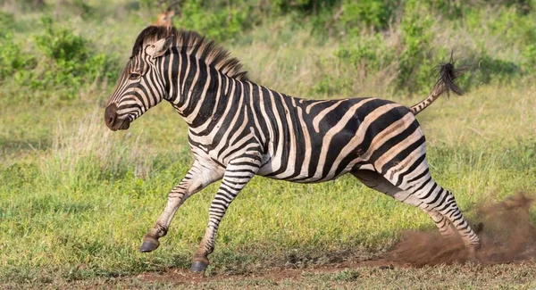 Yeşil Tarlada Güzel Bir Zebra Görüntüsü — Stok fotoğraf