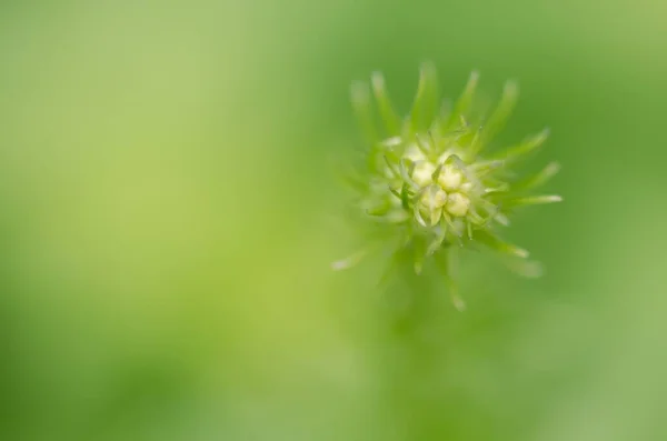 Eine Nahaufnahme Einer Niedlichen Blume Auf Verschwommenem Hintergrund — Stockfoto