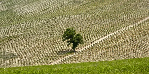 Tiro Ângulo Alto Campo Agrícola Com Uma Única Árvore — Fotografia de Stock