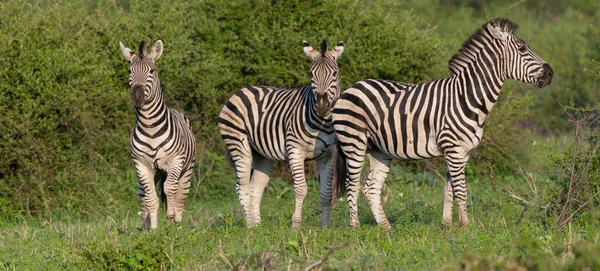 Belo Tiro Grupo Zebras Campo Verde — Fotografia de Stock