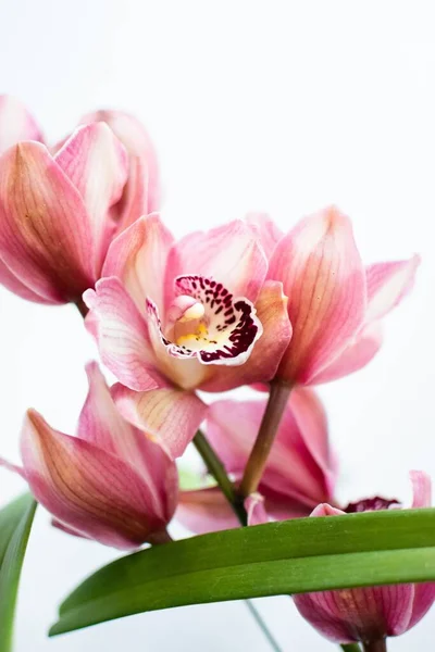 Une Mise Point Sélective Verticale Fleurs Orchidée Cymbidium Rose — Photo