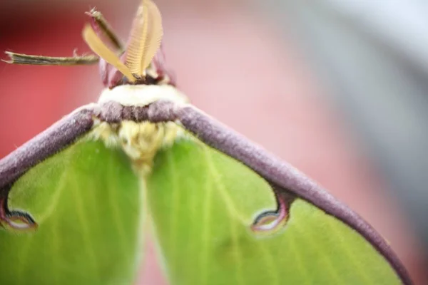 Primer Plano Una Polilla Luna Blanca Una Planta Verde —  Fotos de Stock