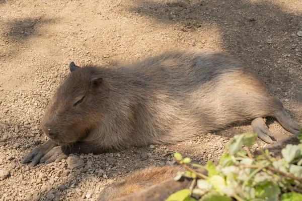 Ujęcie Pod Wysokim Kątem Capybara Układającego Się Ziemi Liśćmi Pierwszym — Zdjęcie stockowe