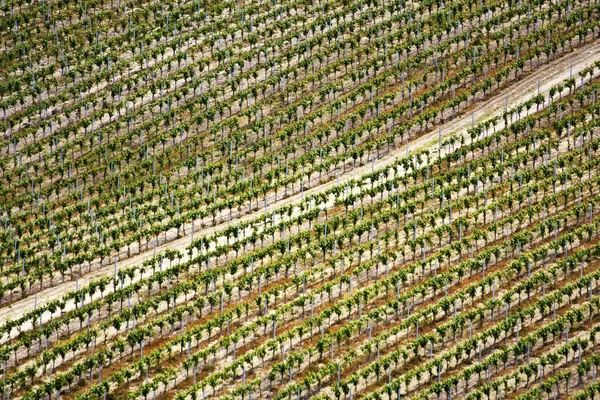 Una Toma Ángulo Alto Campo Agrícola Con Muchos Árboles —  Fotos de Stock