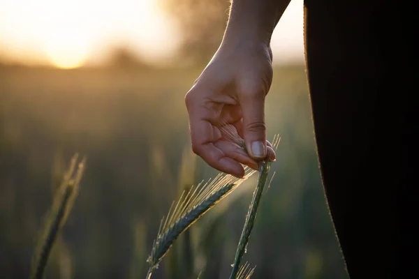 一个人的手摸到青小麦植物的特写镜头 — 图库照片