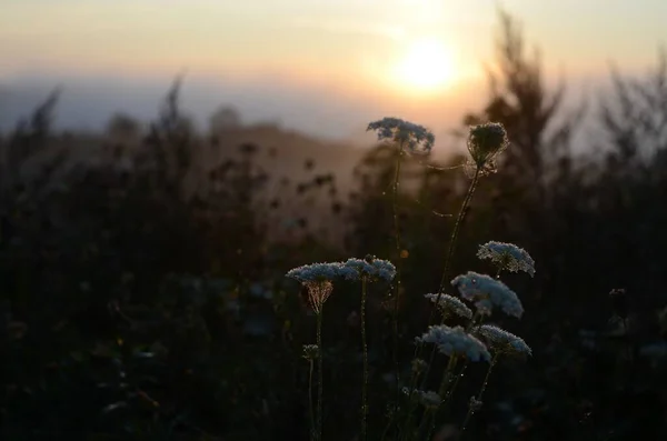 Білі Квіти Оточені Іншими Рослинами Під Час Заходу Сонця — стокове фото