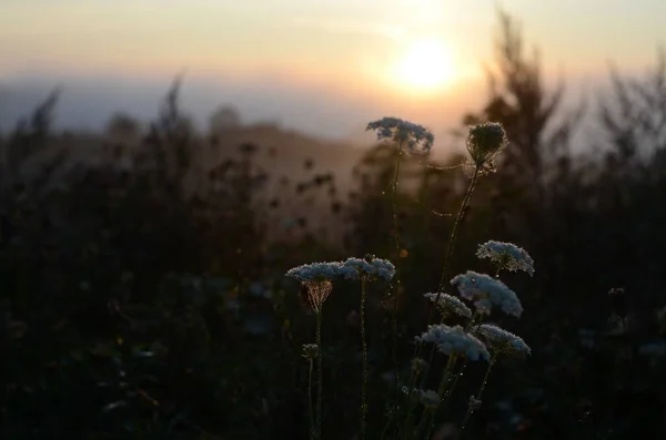 Flores Blancas Rodeadas Otras Plantas Durante Puesta Del Sol — Foto de Stock