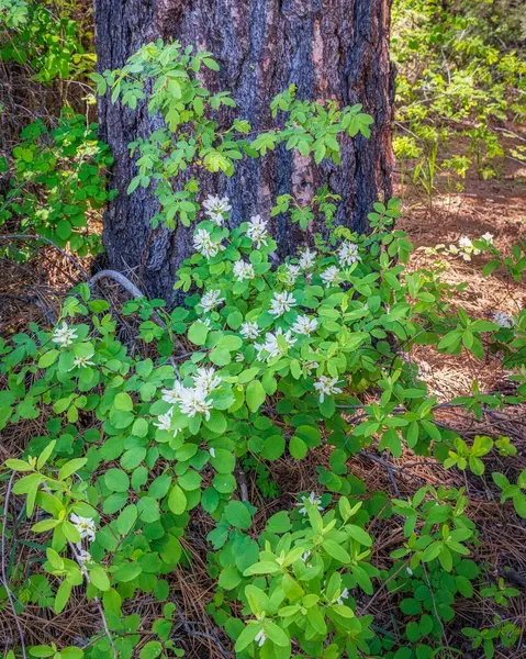 Close Shot Vibrant Green Plant Bloom Front Tree — Stock fotografie