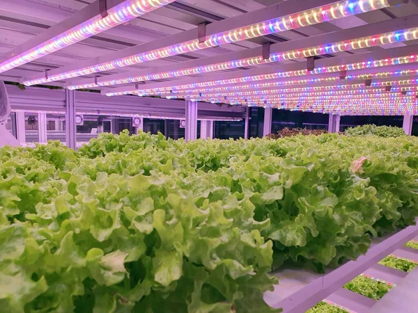 Las Plantas Granjas Verticales Crecen Con Luces Led Agricultura Vertical — Foto de Stock