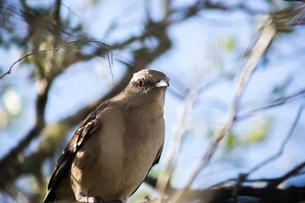 在白天捕获的一棵树上拍摄的智利模仿鸟的选择性镜头 — 图库照片