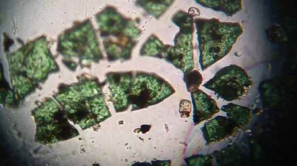 Een Microscopische Weergave Van Een Aantal Groene Oxide Kristallen Een — Stockfoto