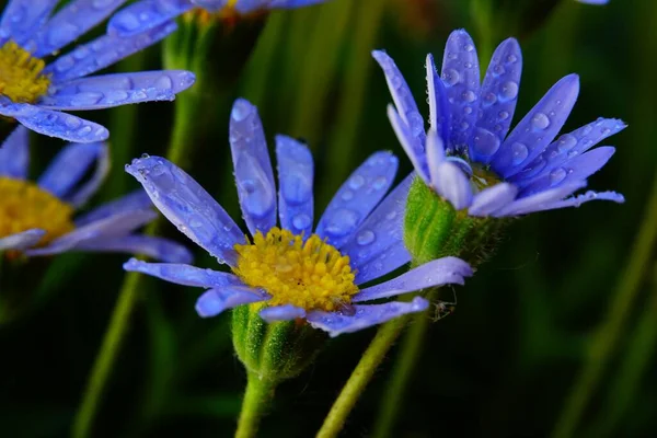 Flores Margarida Azul Jardim — Fotografia de Stock