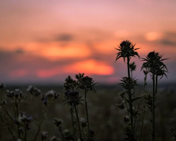 Gros Plan Fleurs Épineuses Coucher Soleil Sur Fond Flou — Photo