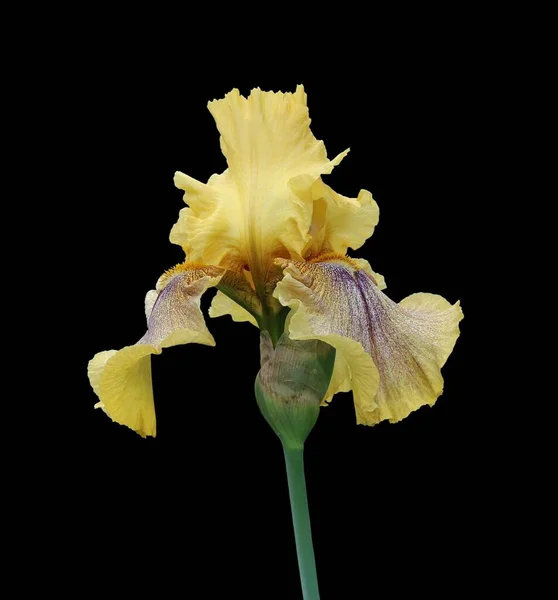 Close Uma Flor Amarela Íris Argelina Atrás Fundo Escuro — Fotografia de Stock