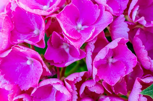 Açık Havada Gün Işığında Güzel Pembe Ortanca Çiçeklerinin Yakın Plan — Stok fotoğraf