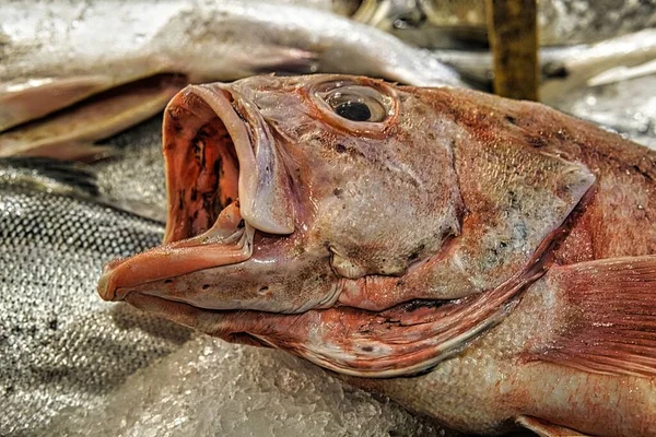 Close Peixes Salmão Cobertos Gelo Uma Loja — Fotografia de Stock