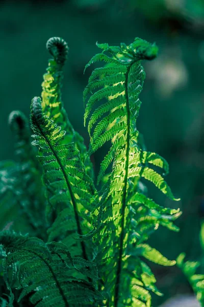 Cliché Des Plantes Fleuries Autruche Fougère — Photo